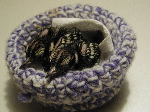 Crochet & Knit Artificial Nests