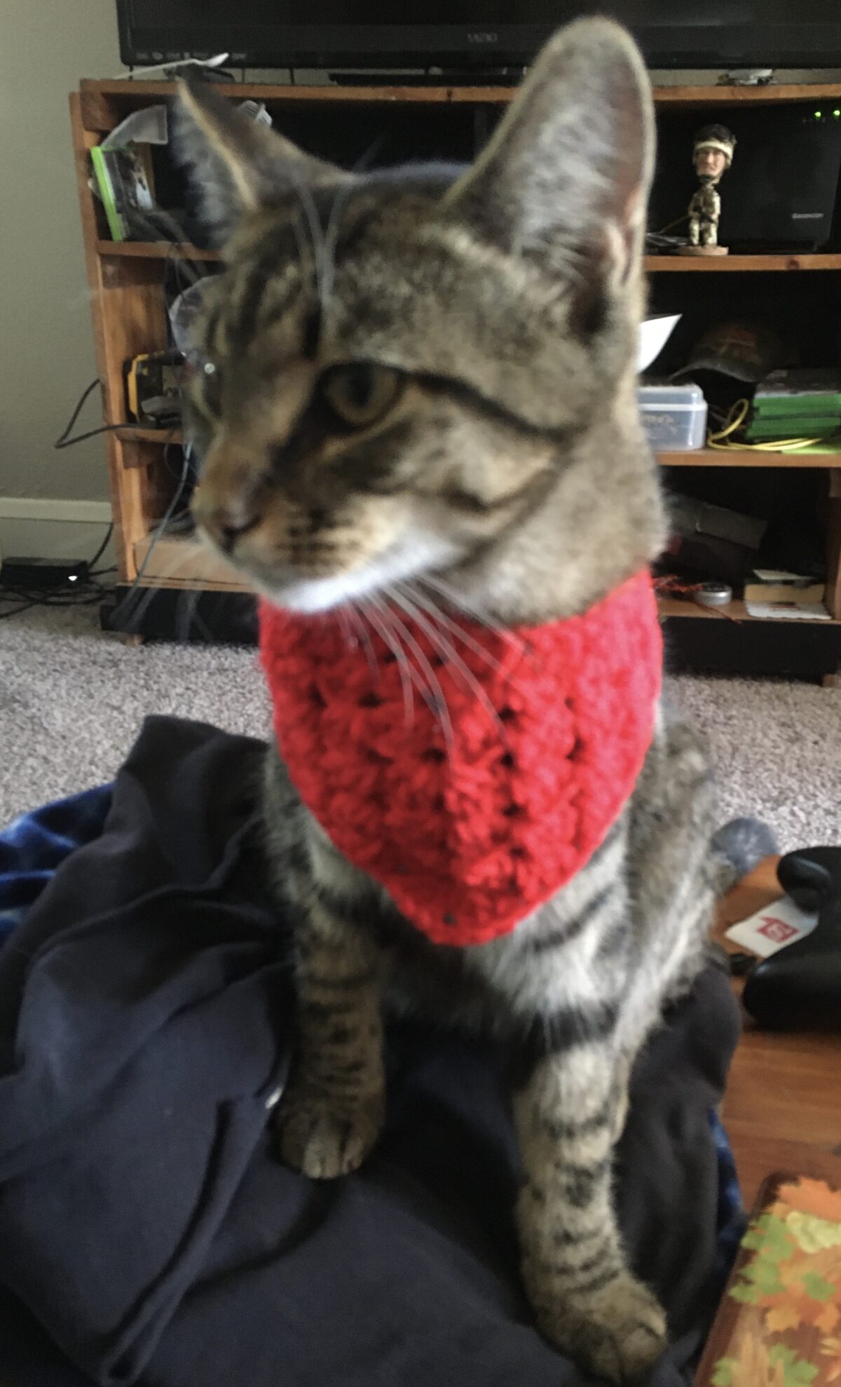 Pet Scarf Crochet Pattern